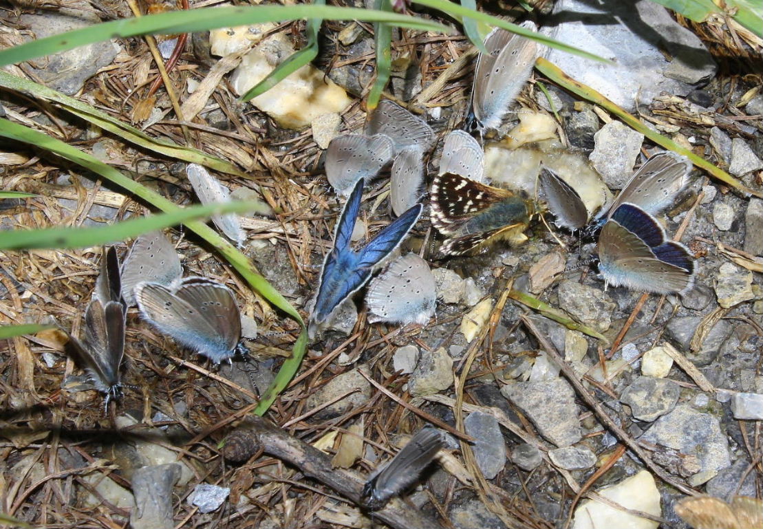Cupido minimus, Cyaniris semiargus e Spialia sertorius